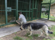 Natalia Popova, 50, talks to a tiger at her animal shelter in Kyiv region, Ukraine, Thursday, Aug. 4, 2022. Popova, in cooperation with the animal protection organisation UA Animals, has already saved more than 300 animals from the war, 200 of them were sent abroad, and 100 found a home in most western regions of Ukraine, which are considered to be safer. (AP Photo/Efrem Lukatsky)