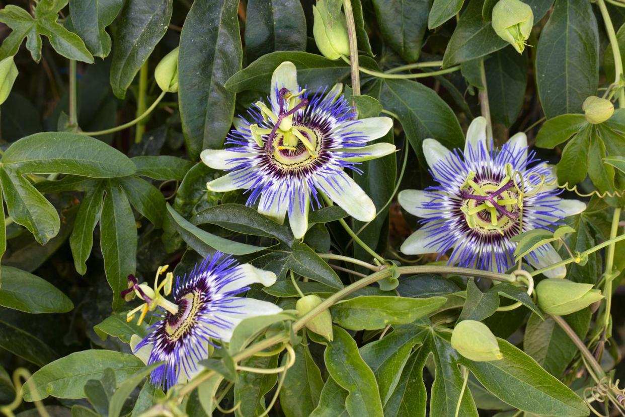 a passionflower with purple threadlike petals and light pale green too