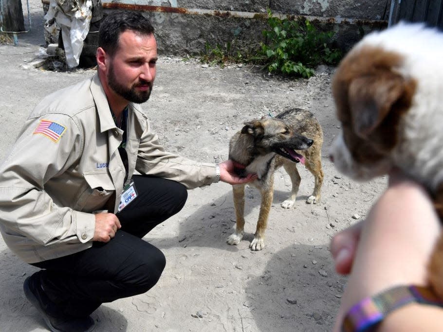 Stray dogs Chernobyl