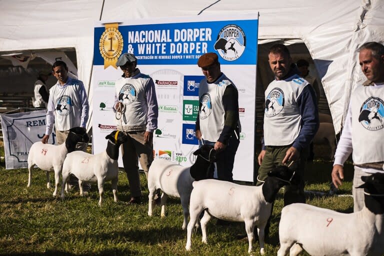 Por segundo año consecutivo, la Asociación de Criadores Dorper y Dorper White Argentina se sumará al evento ganadero