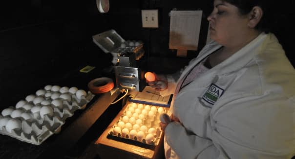 A USDA inspector examines shell eggs at Cal-Maine Foods in Green Forest, Ark., in 2010.