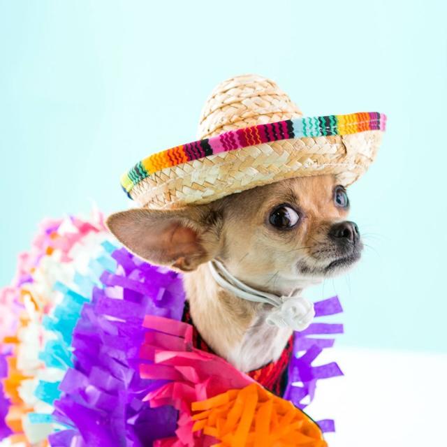 48 Dog Halloween Costume Ideas - Brit + Co - Brit + Co