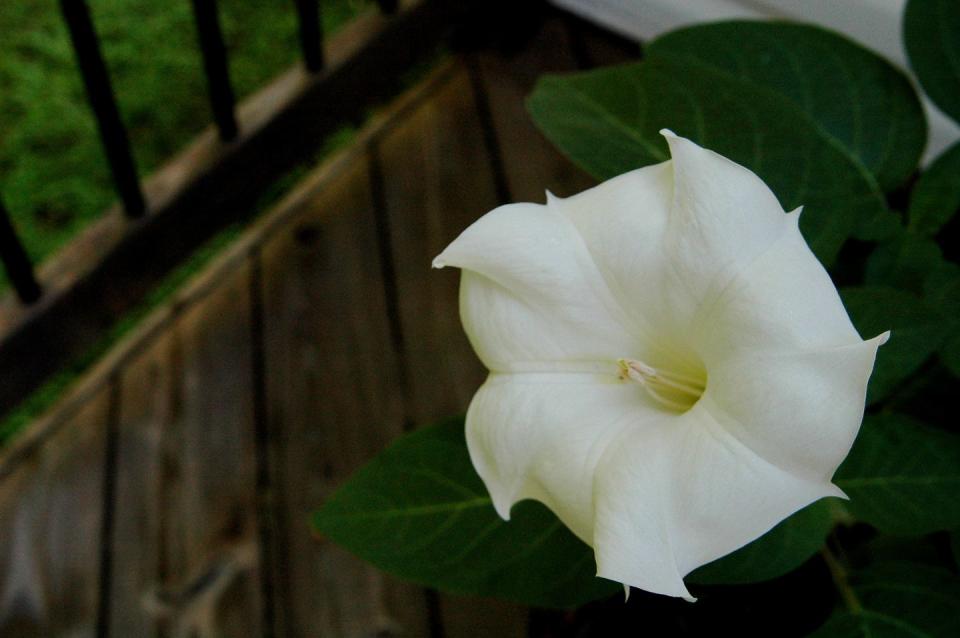 best white flowers moonflower