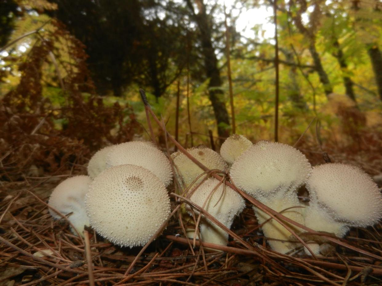 Lycoperdon (vulgarmente pedos de lobo). Se pueden usar en ensalada cuando son jóvenes y blancos. Sergio Fuentes Antón, Author provided