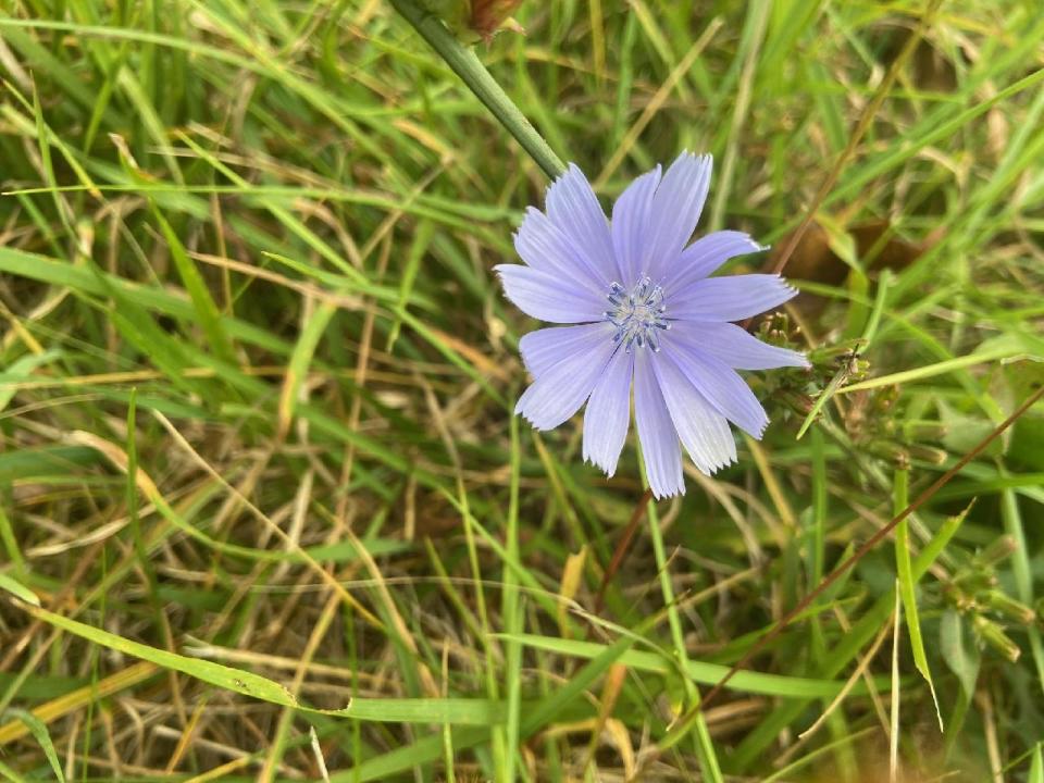 A lowly chicory bloom holds on to life as autumn arrives.