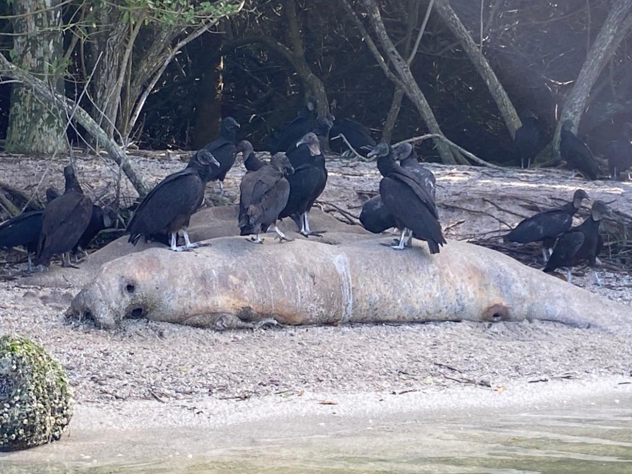 Vultures pick at the corpses of manatees on the beach of an island in the Indian River Lagoon. Photo by Philip Stasik