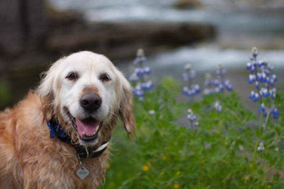 Senior dog with a missing fang