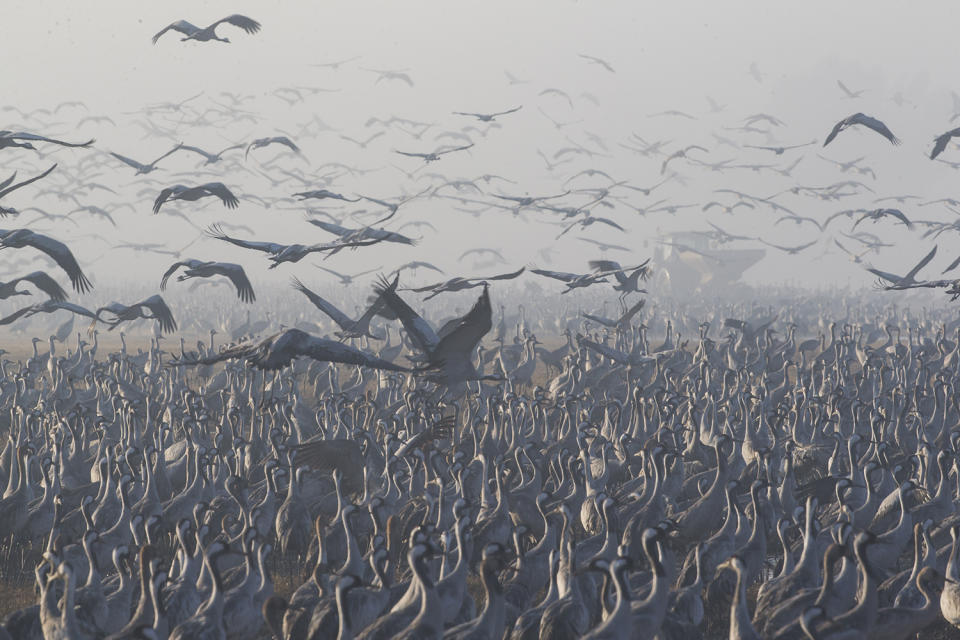 Gray Cranes migrating