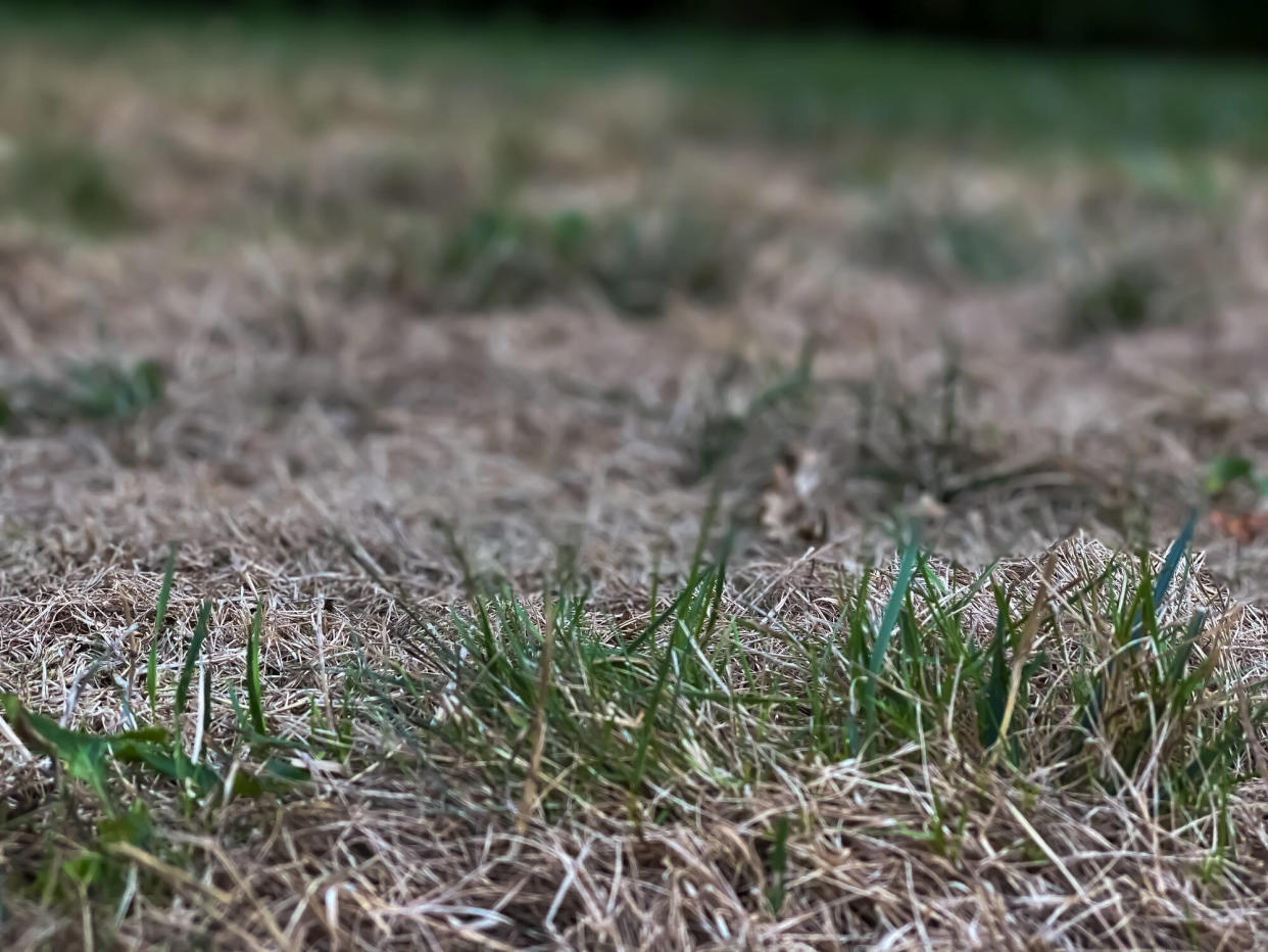 Un jardin australien possède la pelouse la plus laide du monde, pour la bonne cause. (photo d’ilustration)