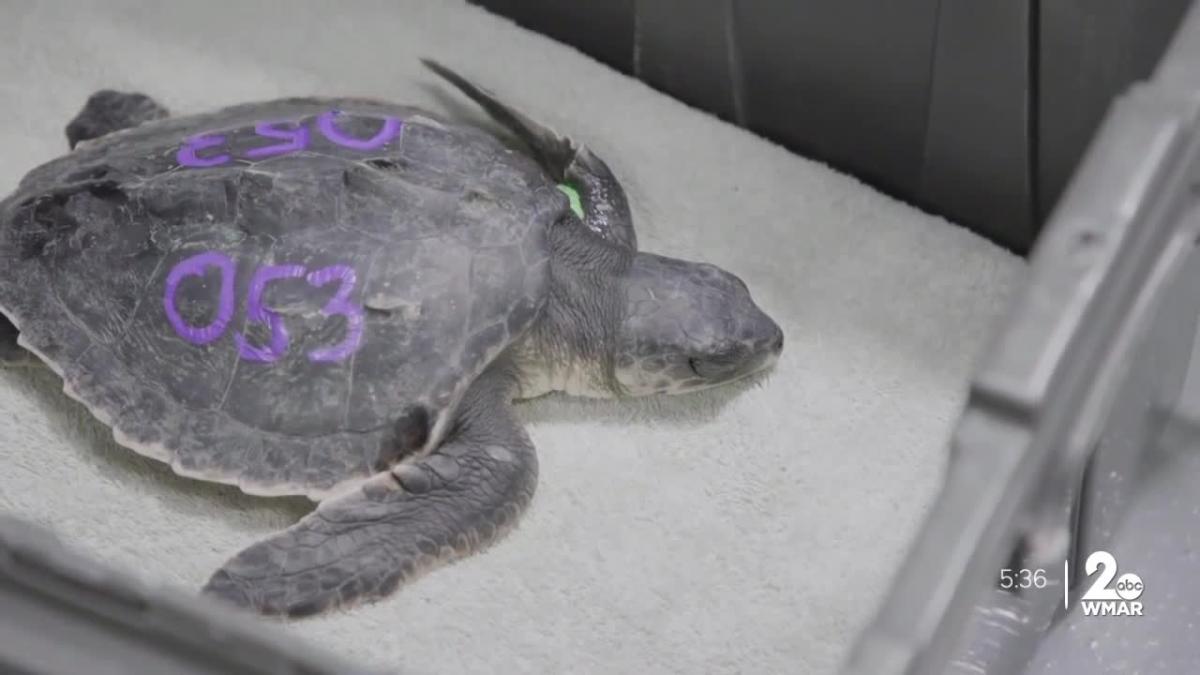 Ancient sea turtle in Boston passes another physical