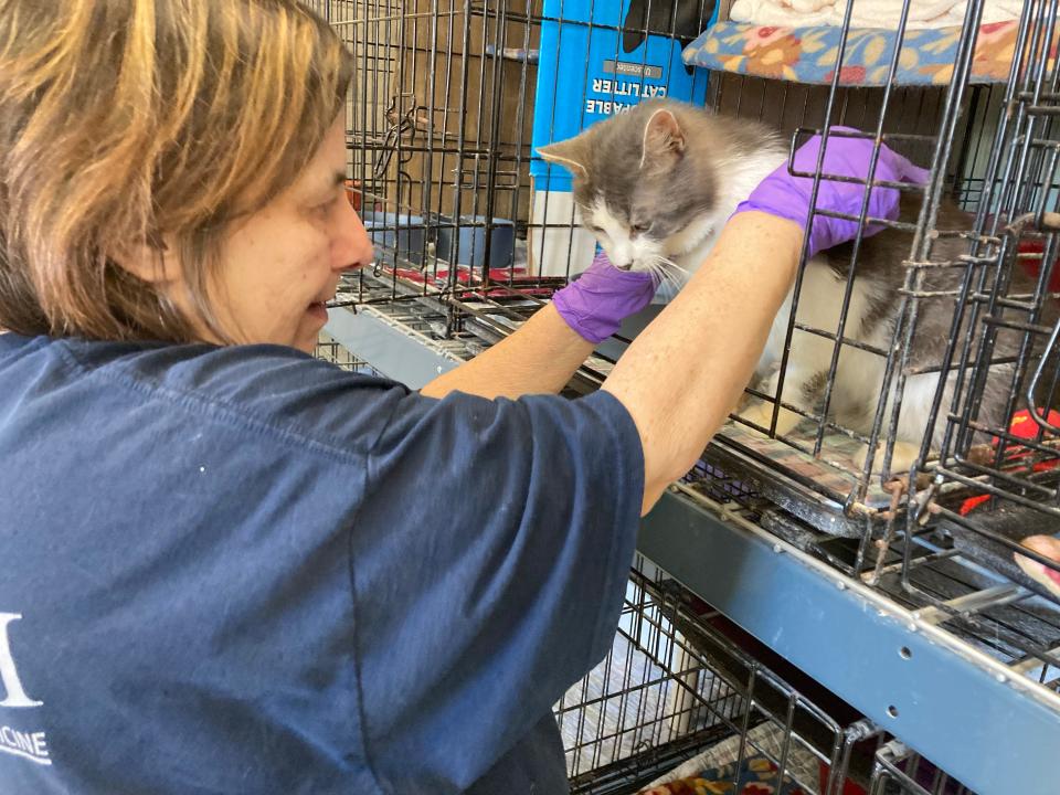 Volunteer Carol Sheldon combs Bonnie at Orphan Angels Cat Sanctuary and Adoption Center on March 1.