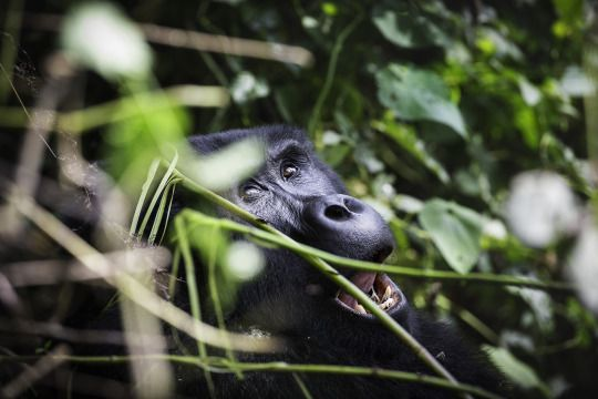 Parque nacional de la Selva Impenetrable de Bwindi, Uganda