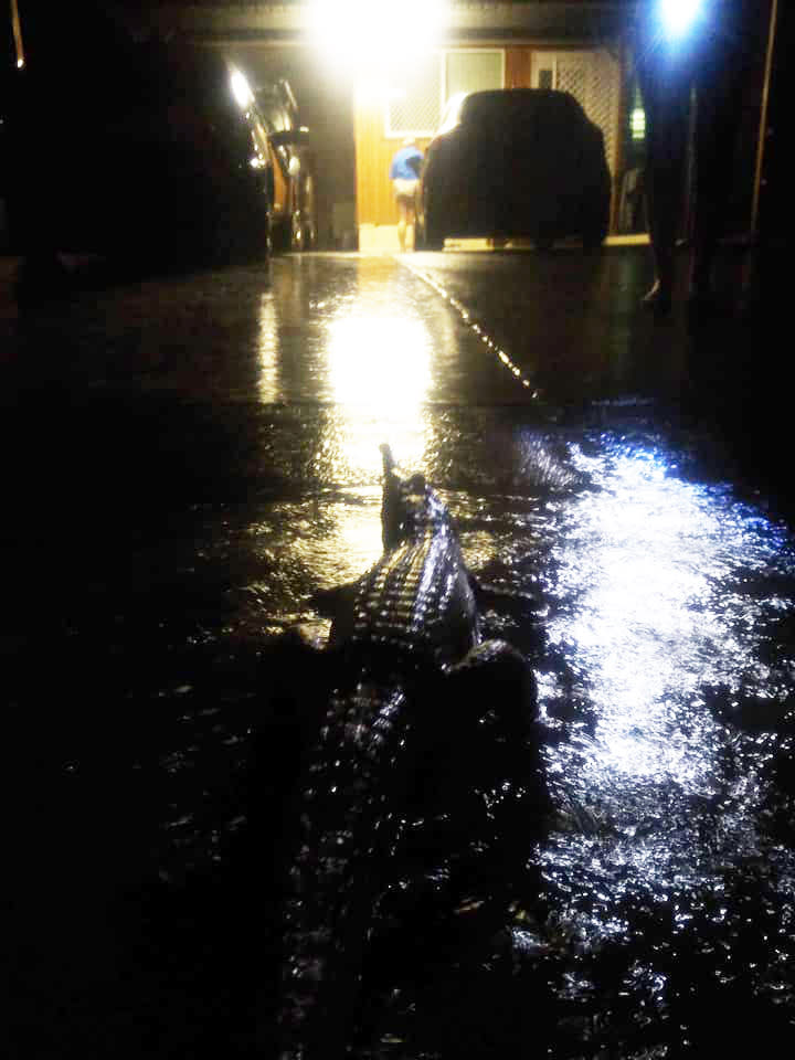 One crocodile was spotted in a flooded Mundingburra driveway on Sunday night. Source: Facebook/Erin Hahn