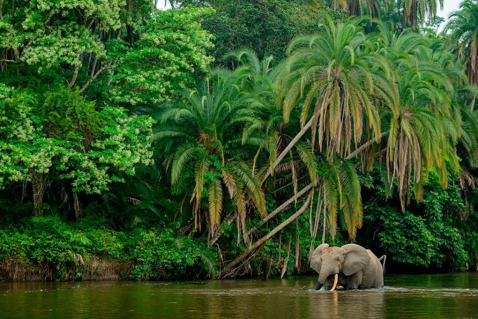 African forest elephant in a national park Republic of the Congo, a region identified for its carbon rich environment. Source: Getty