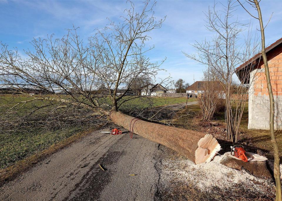 A tree chainsawed down.