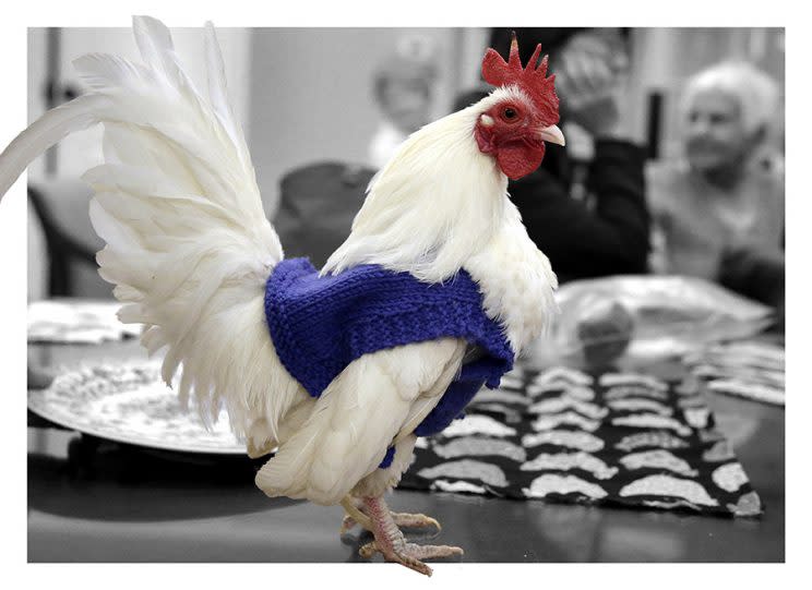 Rooster “Prince Peep” wears a sweater knitted by residents at Fuller Village retirement home in Milton, Mass. (Photo: AP/Steven Senne)