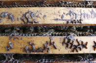 Honey bees work inside a hive near Iola, Wis., on Wednesday, Sept. 23, 2020. The hives belong to beekeepers James Cook and Samantha Jones. The couple has worked with bees for several years but started their own business this year — and proceeded with plans even after the coronavirus pandemic hit. (AP Photo/Carrie Antlfinger)