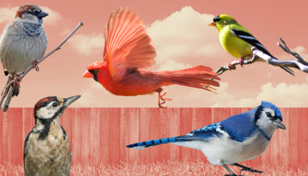 The Great Backyard Bird Count is here! Here's how you can get involved
