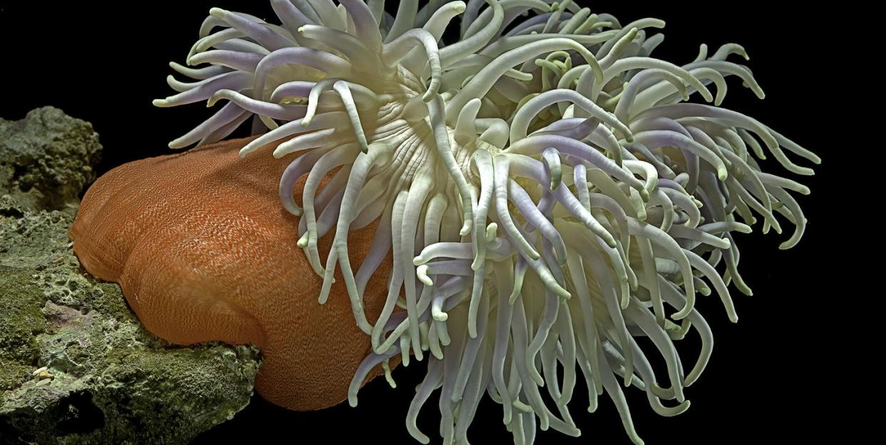 heteractis magnifica magnificent sea anemone, ritteri anemone