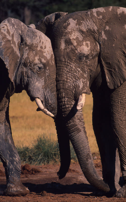 Young bulls head to head as they play at fighting.