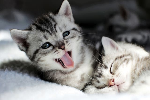 Sleep and sleepy kittens,how cute them are
