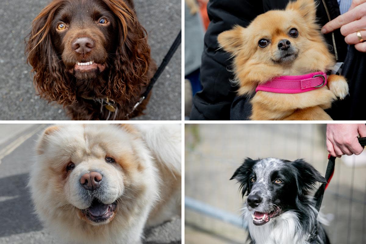 Dogs at Bishop Auckland Food Festival. <i>(Image: NORTHERN ECHO)</i>