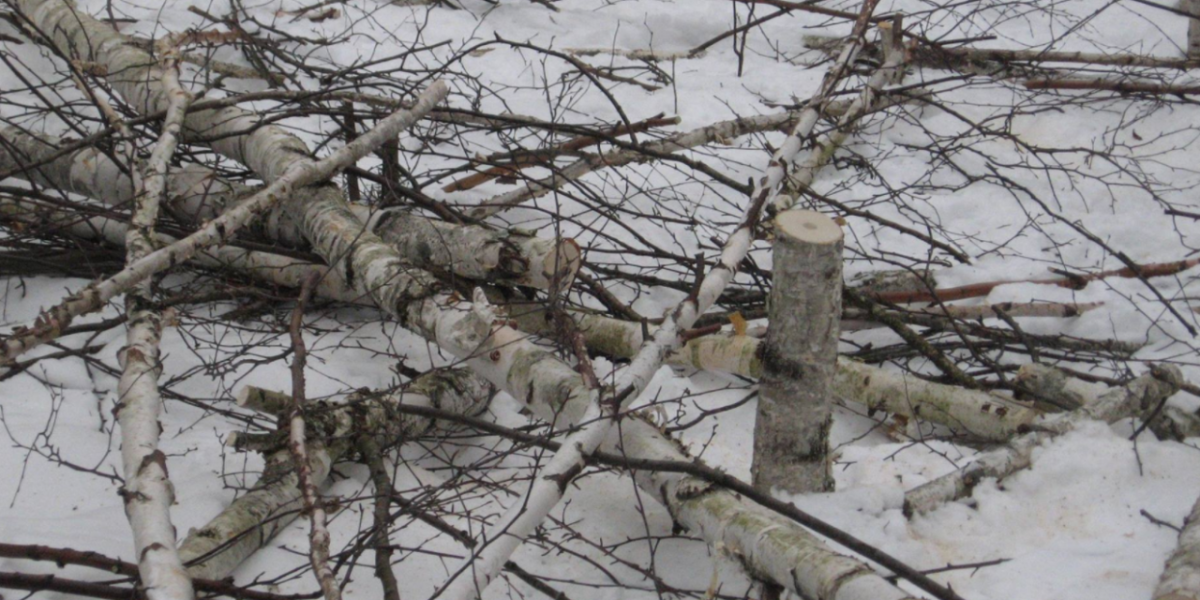 Hang On To Your Birch: Thieves Cash In On Stolen Tree Branches