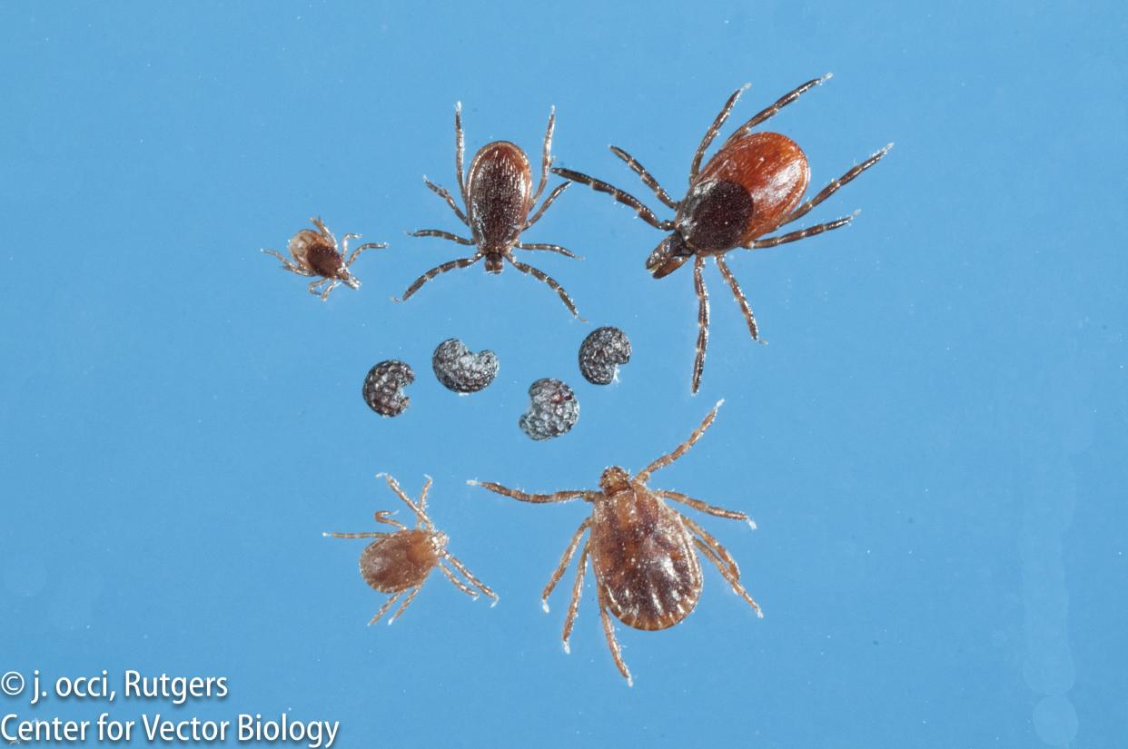 Black-legged ticks, also known as  deer ticks (Ixodes scapularis) shown next to poppy seeds for a size comparison.