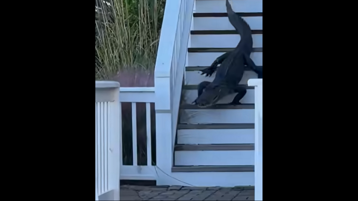 This alligator climbed a flight of stairs at a Folly Beach home in SC and mostly slid as it tried climbing back down, video shows.