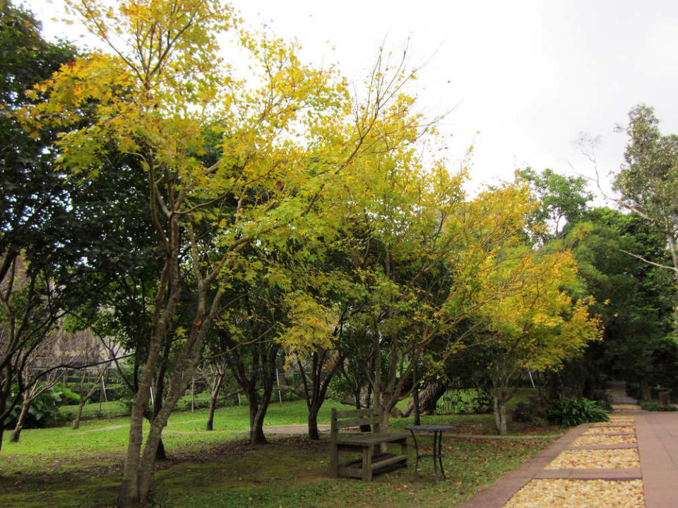 黃楓轉色(圖片來源：台北市政府工務局公園處)