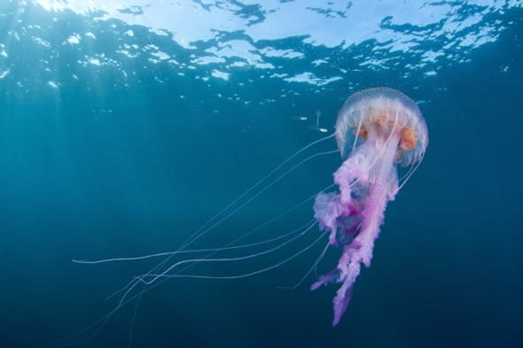 Beautiful but dangerous jellyfish pictured in Scotland