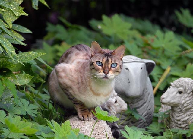 Animal Collection Life Size Grey Tabby Kitten Figurine Statue 6 5/8Tall 