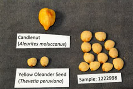 Authentic candlenuts and yellow oleander seeds on the left, compared with sampled seeds from the brand Todorganic on the right. (FDA)