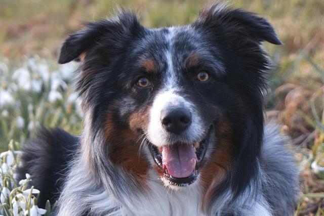 Australian Shepherd Dog Beds