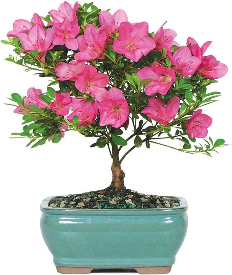 <p><strong>Brussel's Bonsai</strong></p><p>amazon.com</p><p><strong>20.99</strong></p><p><a href="https://www.amazon.com/dp/B003AU5T62?tag=syn-yahoo-20&ascsubtag=%5Bartid%7C10050.g.4859%5Bsrc%7Cyahoo-us" rel="nofollow noopener" target="_blank" data-ylk="slk:Shop Now" class="link ">Shop Now</a></p><p>Odds are, even if she's a whiz in the garden, she may have never tried out the practice of bonsai. Pick a plant and watch her green thumb grow with this kit. </p>