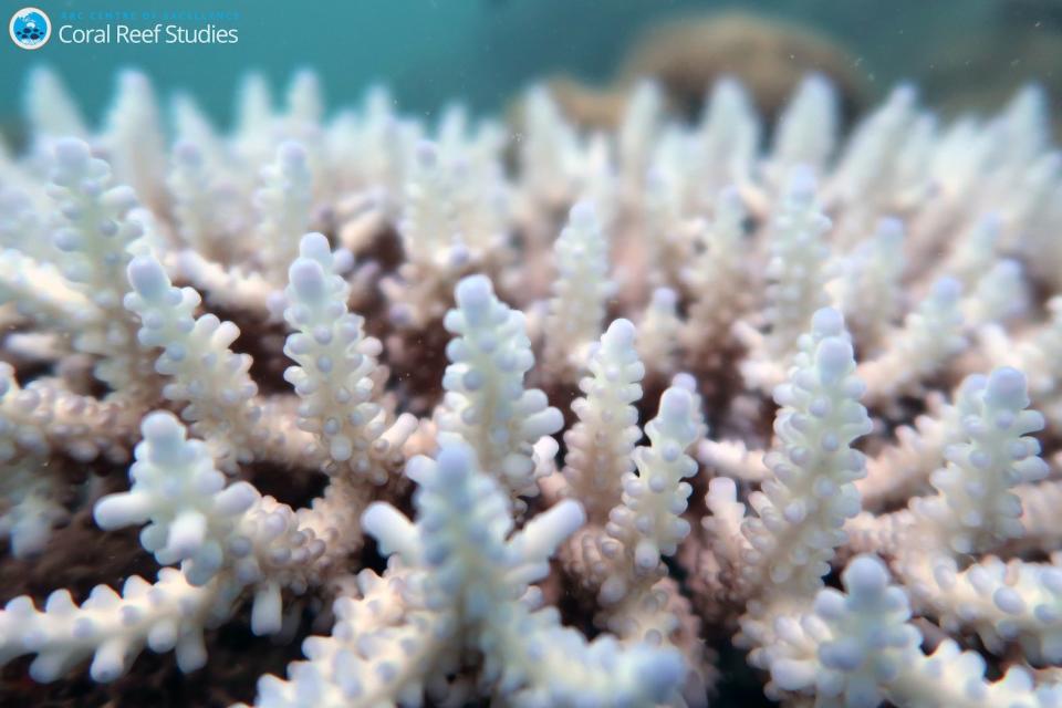 Coral becomes bleached most often when ocean temperatures rise above normal, effectively cooking the delicate polyps that make up reefs. (Photo: Kristen Brown/ARC Centre of Excellence for Coral Reef Studies)