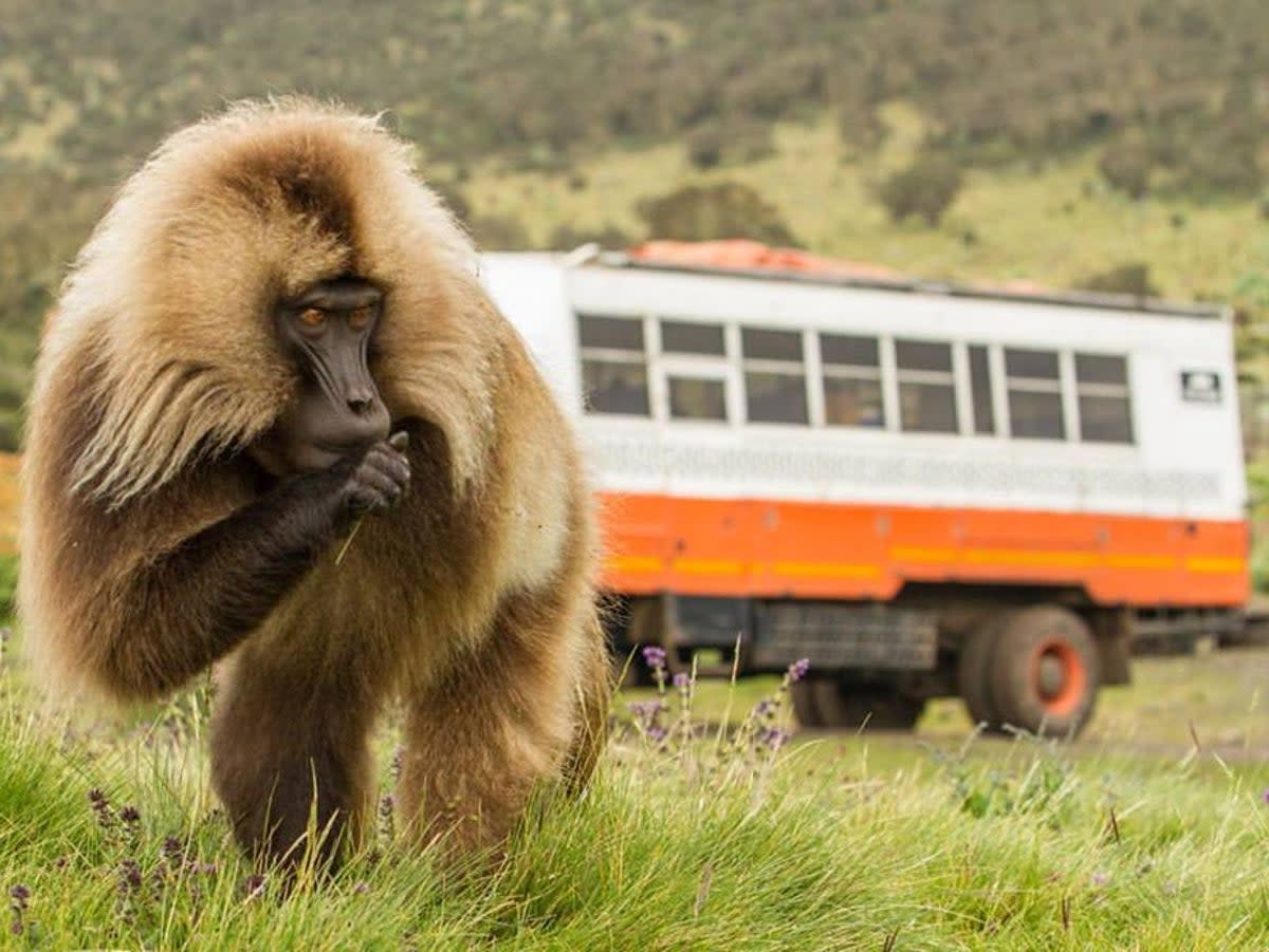 Truck watch: Dragoman adventure vehicle in Ethiopia (Dragoman)