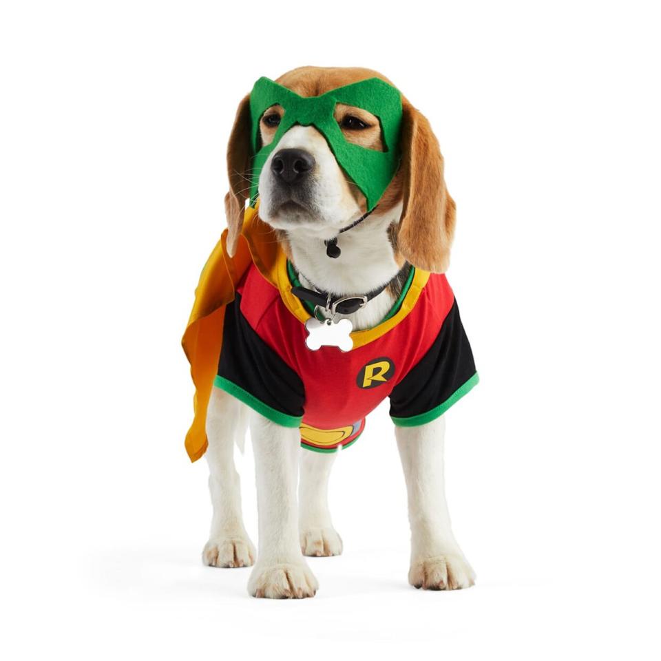 Dog wearing a DC Comics Robin Pet Costume on a white background