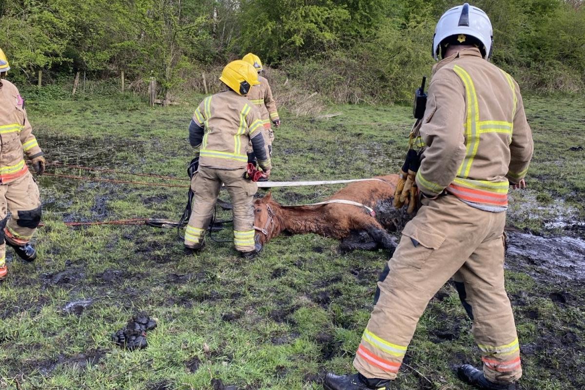 Storm became stuck in the stuck in a field in the Low Flatts area of Chester-le-Street <i>(Image: Contributor)</i>