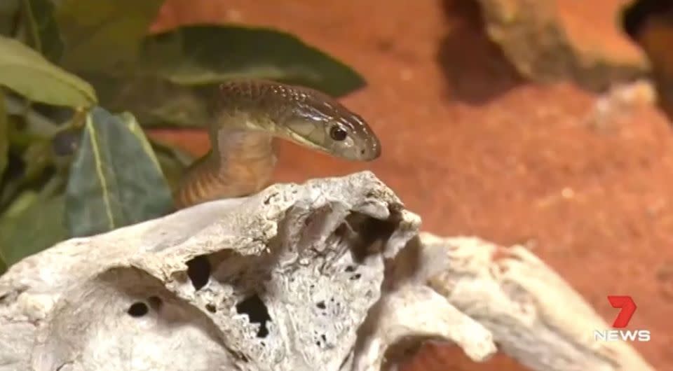 It's suspected Sinita was bitten by a brown snake. Source: 7 News