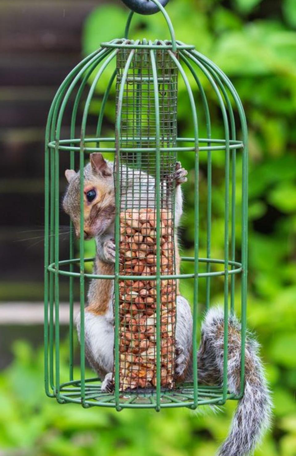 A grey squirrel got stuck in a bird feeder in Ashford, Kent (PA)