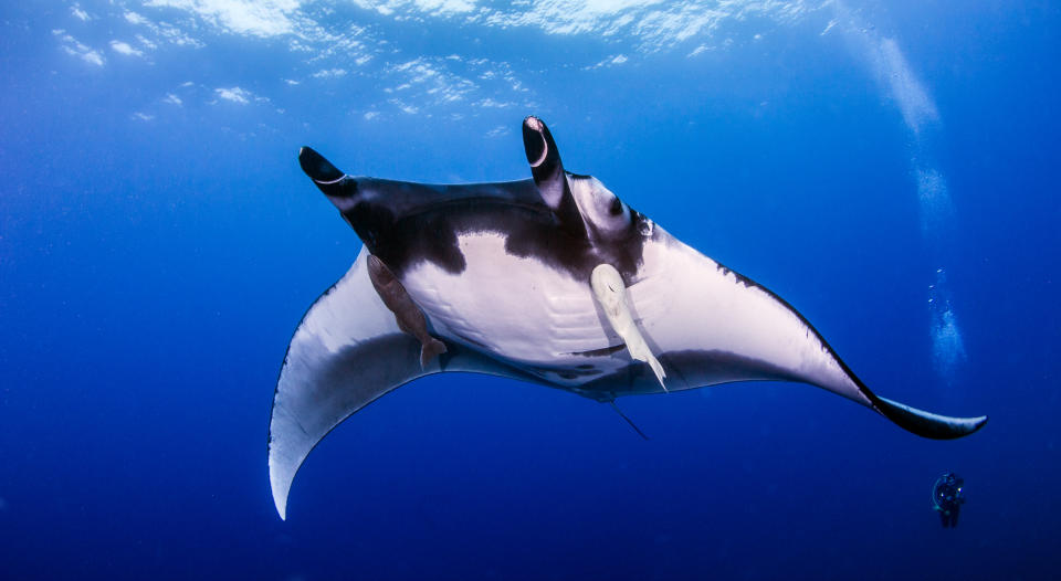 En las aguas del Archipiélago de Revillagigedo se pueden ver mantarrayas gigantes, tiburones, ballenas y tiburones. Foto: Getty Images