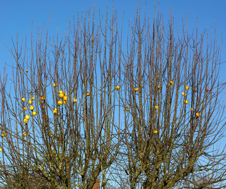 apple tree left to grow unpruned