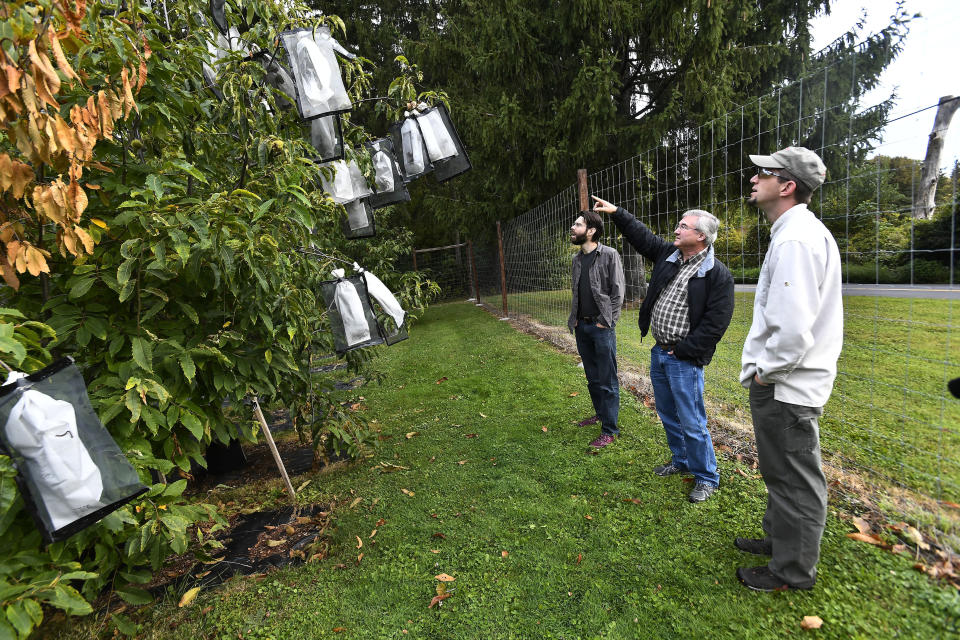 Vernon Coffey, left, William Powell and Andy Newhouse prepare to harvest genetically modified chestnut samples at the State University of New York's College of Environmental Science & Forestry Lafayette Road Experiment Station in Syracuse, N.Y., Monday, Sept. 30, 2019. Powell is co-director of the American Chestnut Research & Restoration Project that has developed an American chestnut tree with a genetically modified resistance to a blight that decimated the trees in the 20th century. (AP Photo/Adrian Kraus)