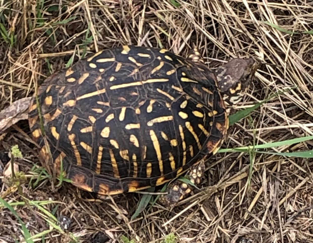 Ornate box turtle, female, seen near Iowa Park. Note yellow spots on legs.