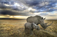 A white rhino and her baby head towards home after a long day of grazing in Nakuru.