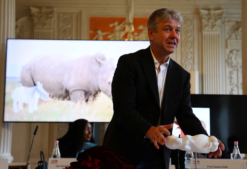 Primera transferencia de embriones con éxito en rinocerontes allana el camino para salvar de la extinción a los rinocerontes blancos del norte.