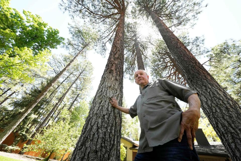 Ryan Reinhold has property that borders forest area behind his home in Pinetop-Lakeside. The town thinned the area to lower the chance of severe fire damage.