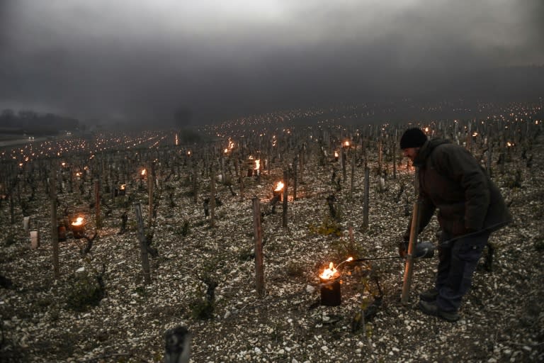 French wine growers are resorting to candles and heaters to limit the damage from unseasonal late spring frosts