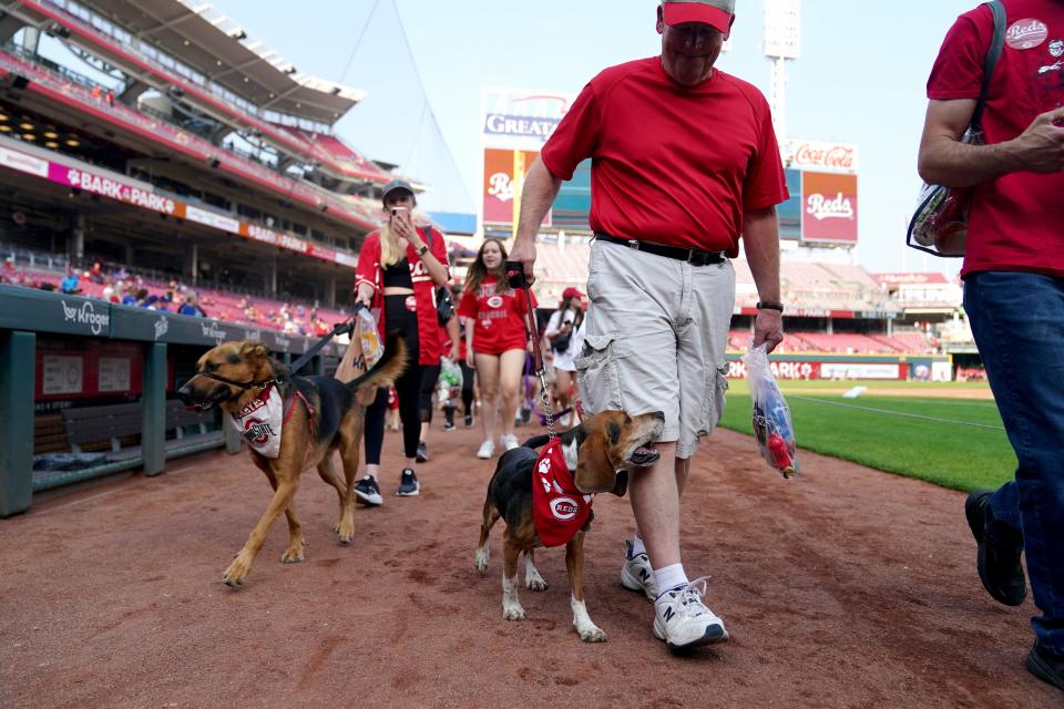 Los perros caminan a lo largo de la pista de advertencia como parte de la noche Bark in the Park en GABP.